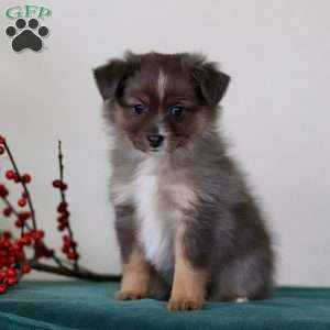 Heather, Miniature Australian Shepherd Puppy